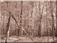 Stand of Trees 3 (Sepia).JPG